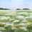 Thumbnail: Wildflower Field