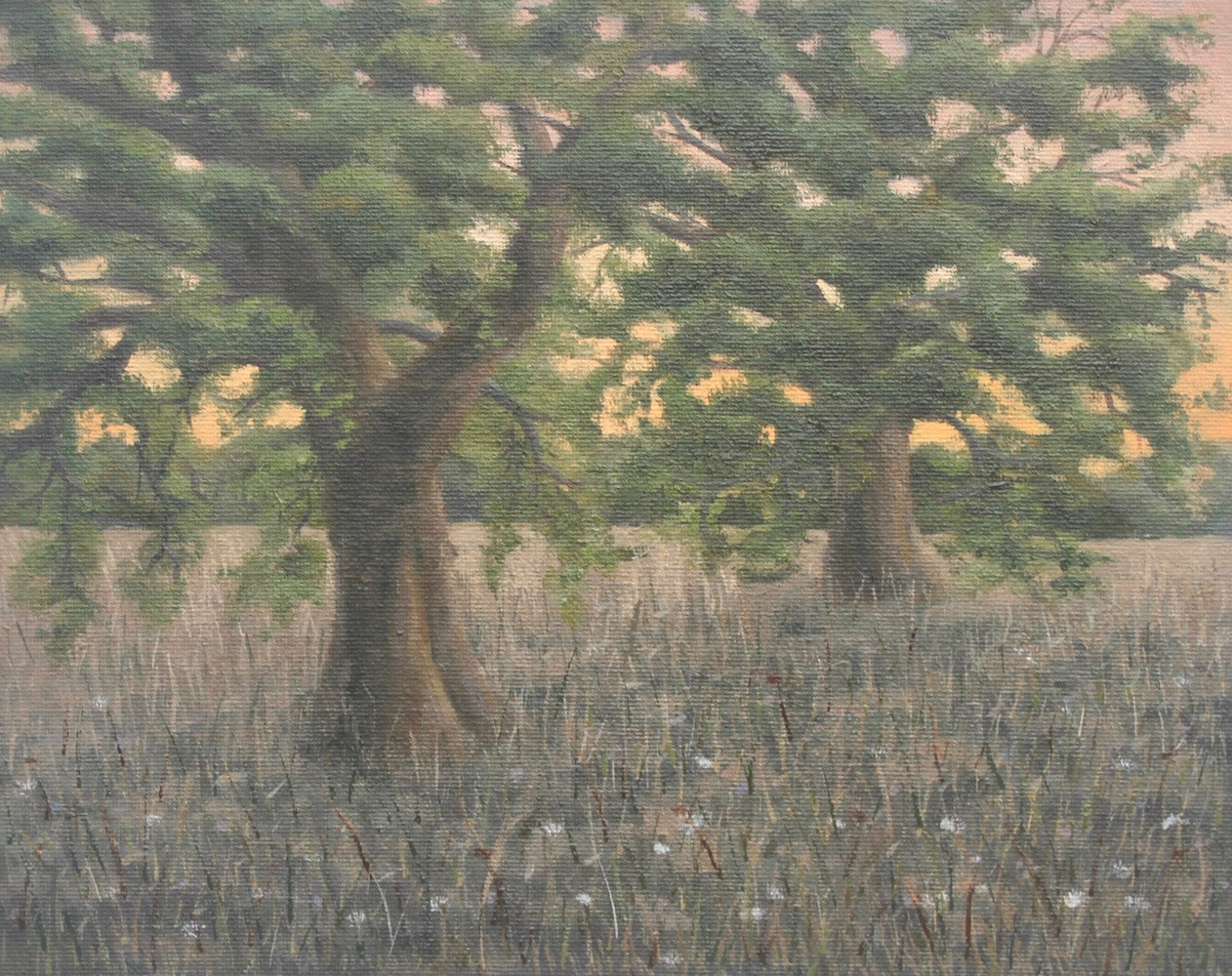 Evening Tree Study