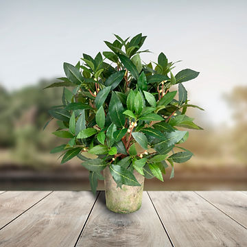 Sweet Bay Table Ball Tree.jpg