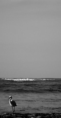 ambling heron