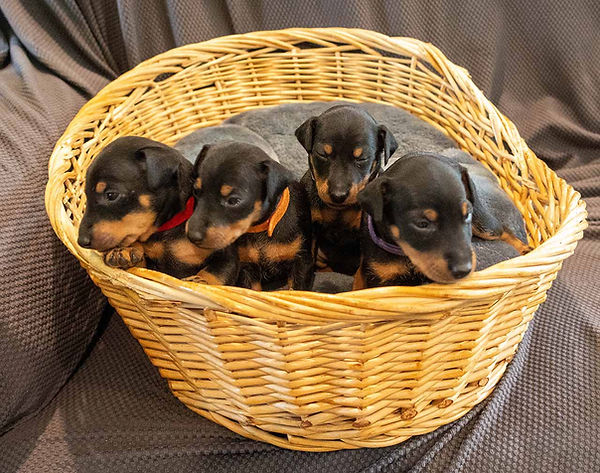 Mia Toy Manchester Pups 4-6-25