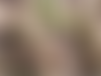 Campagne 2024 Champ d'arachide de Wagane Ndiol Ndiaye (Ndianda)