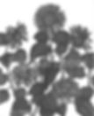 Sun Flowers