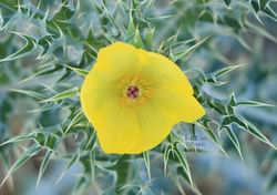 Argemone mexicana