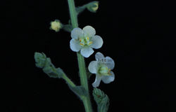 Verbascum sp.