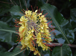 Hedychium gardnerianum