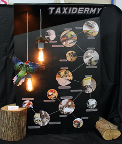 Year 13 Taxidermy Presentation