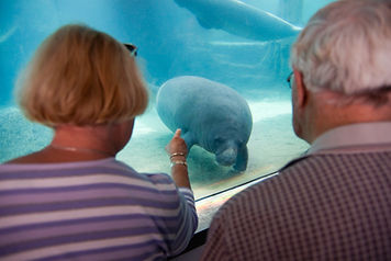 people looking at a manatee