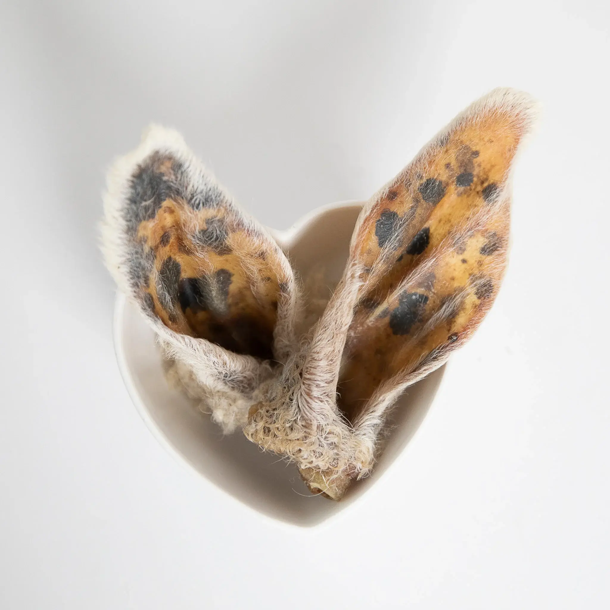 GVQ - Oreille d'agneau avec fourrure