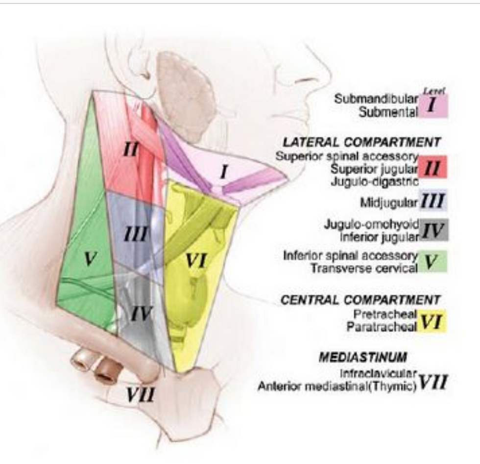 ganglions cervicaux.png