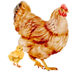 Critter Chat - Chickens.png