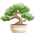 Bonsai Show.png