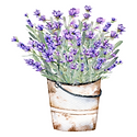 Herbal Harvest.png