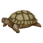 Critter Chat - Turtles
