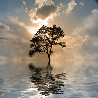 Tree of Life and Roots of Yoga.jpeg