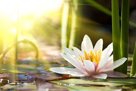 Lotus Flow
