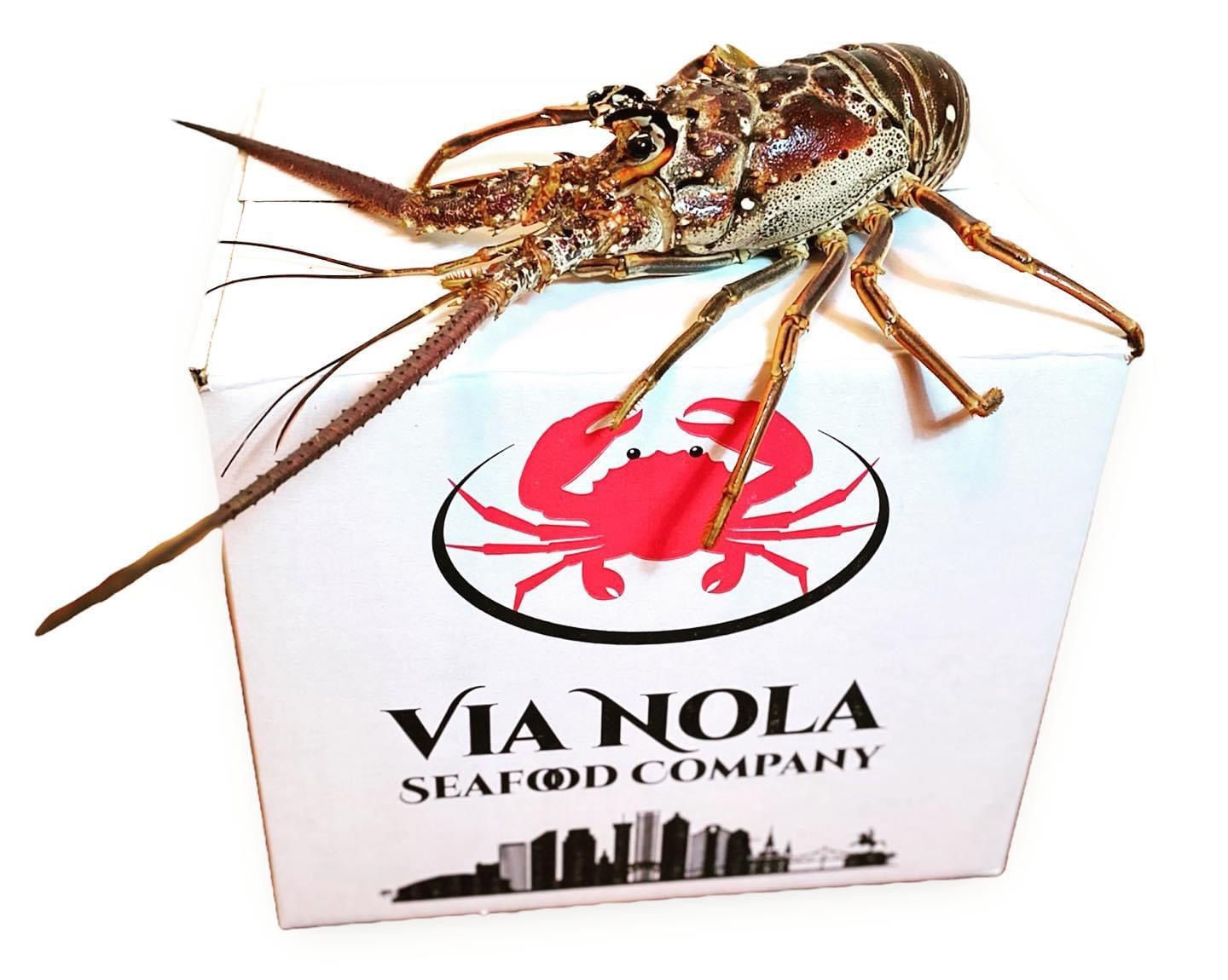 “Live” Florida  Spiny Lobster Whole