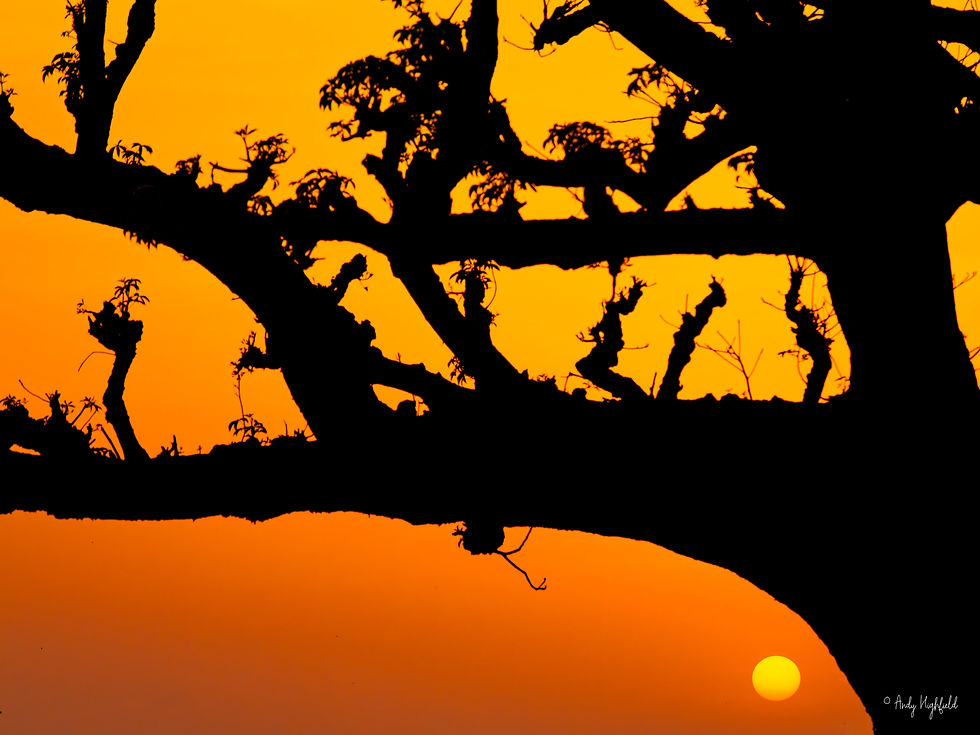 Baobab Tree