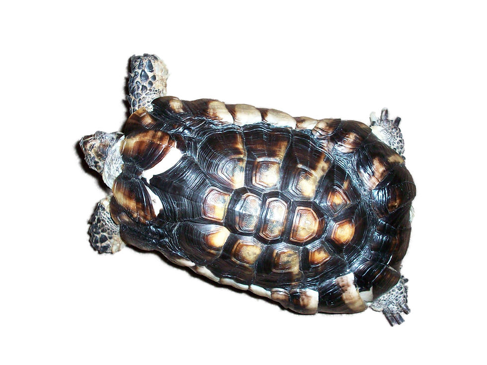 A typical example of a tortoise (Testudo marginata) raised in an indoor vivarium 'tank' at excessively high temperatures and with zero access to natural UV-B. The thickened keratin, extreme rate of growth and deformity is classic of excess exposure to damaging, dehydrating artificial heat sources deployed in close proximity.