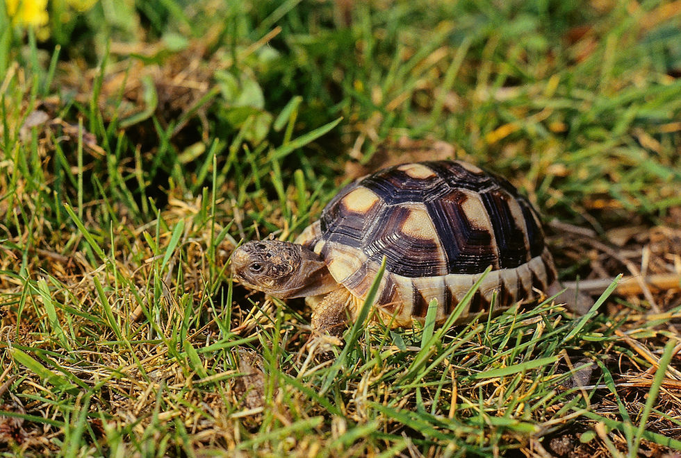 Comparison: Healthy captive-bred Testudo marginata of the same age as the deformed example that was raised in an enclosed vivarium. This example was raised using a combination of outdoor pens and greenhouse accommodation in the UK.