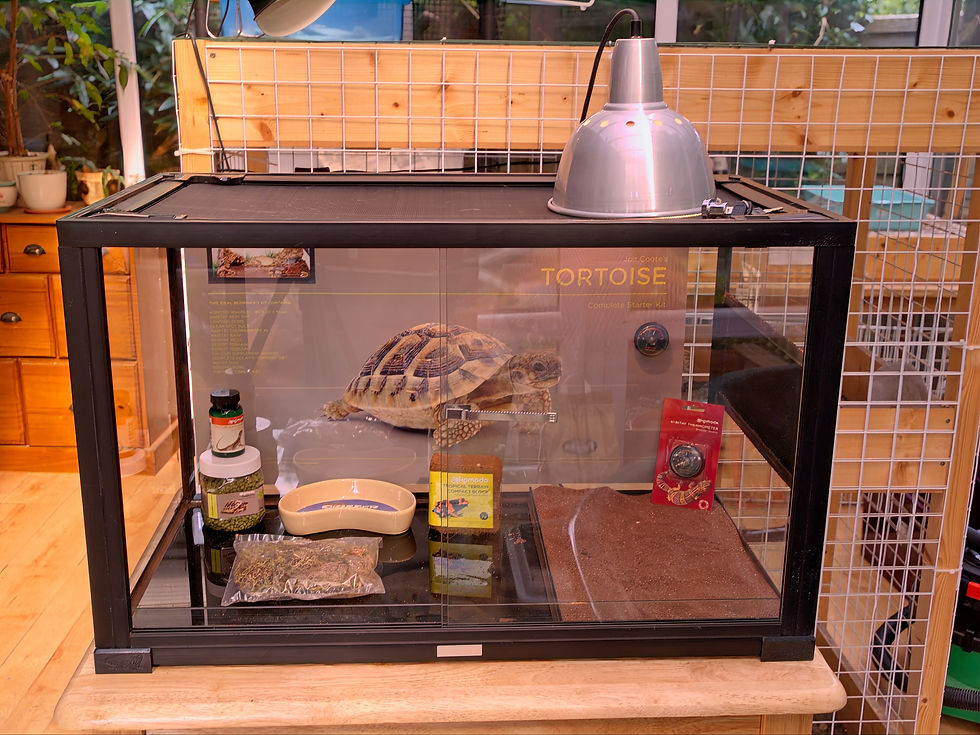 A typical glass-style 'tortoise beginner kit' as often recommended by pet stores. This is, in reality, far too small, fails to offer a suitable thermal environment and also includes unsuitable substrates, inadequate lighting and heating, a poor quality unreliable thermometer and damaging pellet foods. Sadly, however, thousands of new keepers are mislead into purchasing combinations such as this. Tortoises raised in such units have incredibly high rates of metabolic bone disease, deformity, and rarely survive beyond a few years.