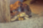 Radiated tortoise reared on high growth, high protein and energy diet and maintained with extensive exposure to artificial heat lamps. High growth regimes are intrinsically linked to high rates of metabolic bone disease and heat lamps are closely associated with greatly thickened, dark growth of keratin.