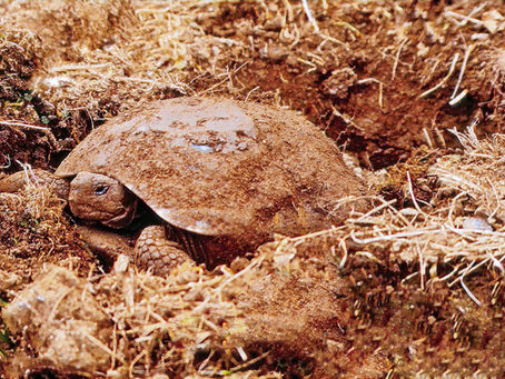 Coco Coir Substrates for Testudo Species: Myth Busters Episode 10: UPDATED