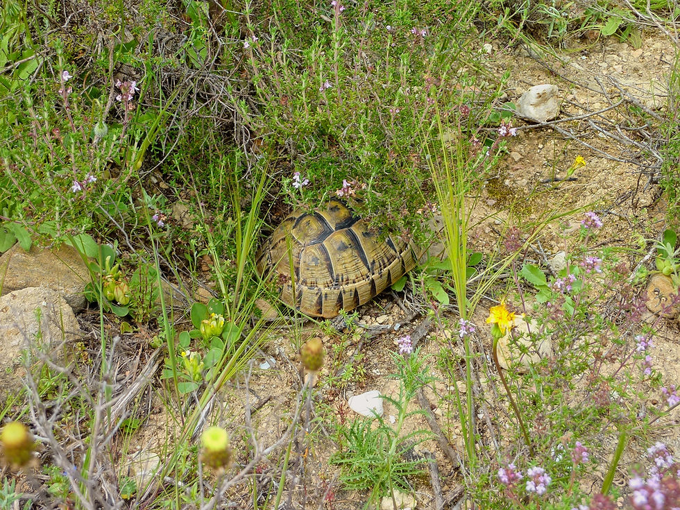 This is a very instructive image. A young wild female Testudo graeca graeca in Spain at the peak of the spring vegetation cycle. She has eaten well, and some fairly rapid recent growth is evident. However, within a few weeks this vegetation will be gone, and shortly after that, she will aestivate and may not eat again until late autumn, or even until the following spring. Notice too just how smooth her shell is.