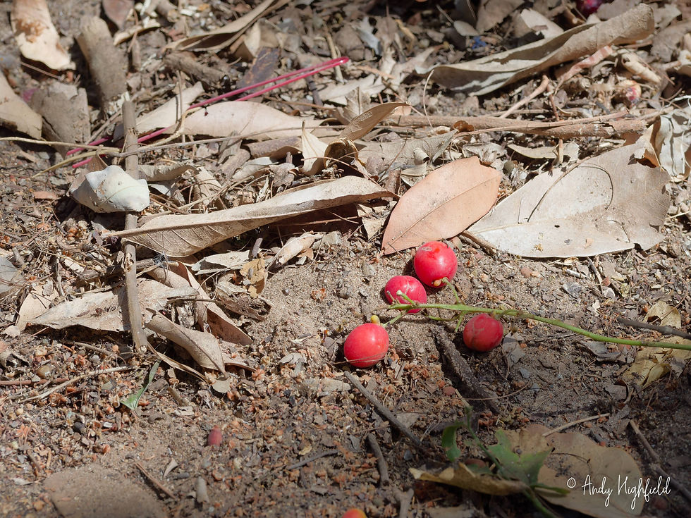 Fruits of Lepisanthes senegalensis. There is a small amount of fleshy fruit surrounding a hard, toxic seed. These are, on occasion, consumed by C. sulcata however.