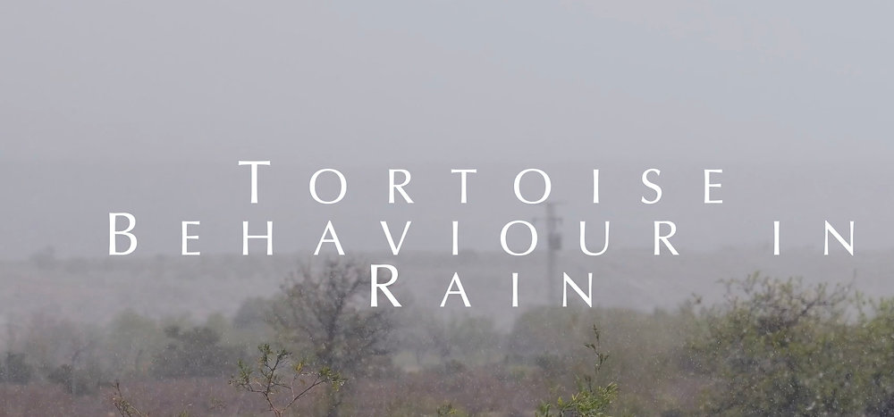 The Tortoise Raning Tortoise Behaviour in Rain