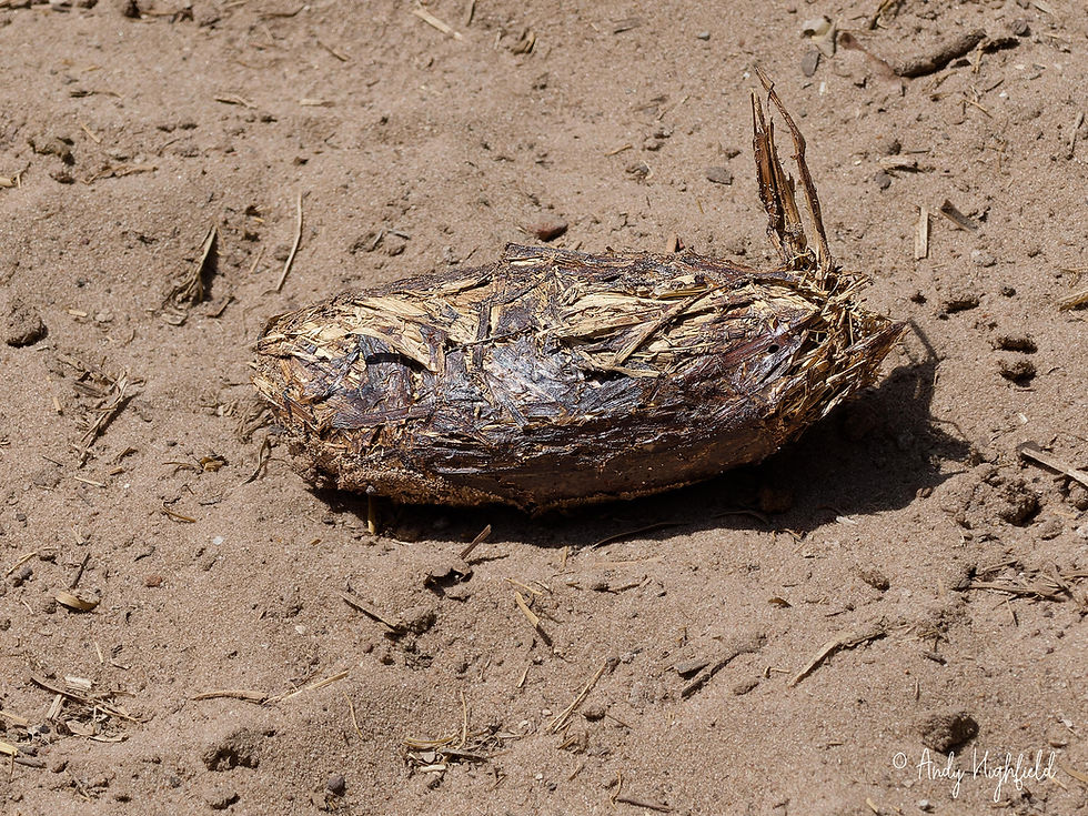 Another example of faecal pellet from Centrochelys sulcata. Such pellets are well-formed and quite dry when expelled, and clearly demonstrate the closely packed long fibres. Compare to the loose, soft and wet droppings so often seen in captives on incorrect diets.