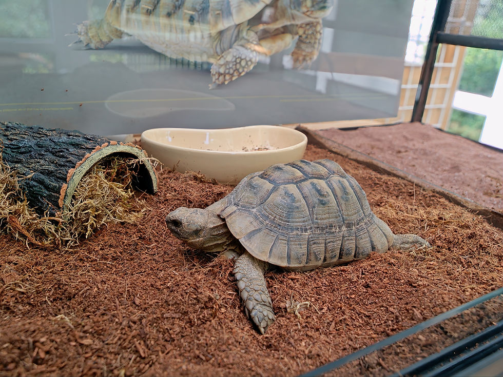 Units like this are completely unsuitable as their floor area is so restricted. Tortoises need lots of space!