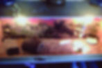 A typical example of this type of vivarium in use. Note how uneven the lighting is and how dark it is away from the focal point of the heat lamp. The substrate is unsuitable, the floor area is minimal,  and there is no possible way that this unit can provide an acceptable environment. 