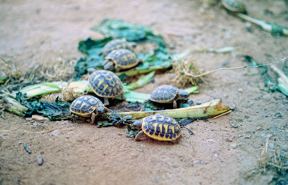 Captive-bred Testudo hermanni hermanni (Western) with an unfortunate diet of waste commercial produce. Diets like this lack the variety required and by providing so much of it, excess growth rates are triggered in combination with poor bone density. If you look closely, you can already see the beginnings of raised scutes and deformity.