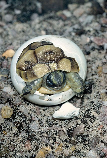A Testudo ibera hatches. In the wild, this usually occurs in September, but by late October this juvenile may already be in brumation, not emerging until next April. This may well explain why excessive growth is such a problem with this species in captivity.