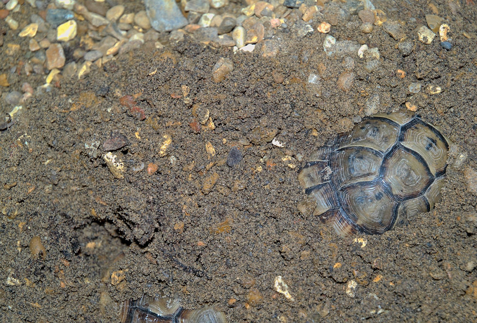Tortoises bury for brumation (hibernation), aestivation (when it is too hot) and sometimes just temporarily for days or weeks at a time.... during these periods they are not eating, whereas a common expectation in captivity is that they need to feed every day. The result is often excess growth rates and high levels of metabolic bone disease and deformity.
