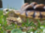 Typical "Pyramiding: deformity in a juvenile Centrochelys sulcata (African Spurred tortoise)