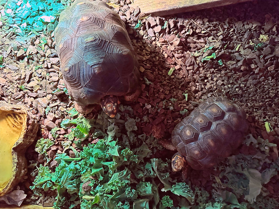 2 red foot tortoises. One approximately 7 and one around 3. Newbigging, Lanarkshire, Scotland
