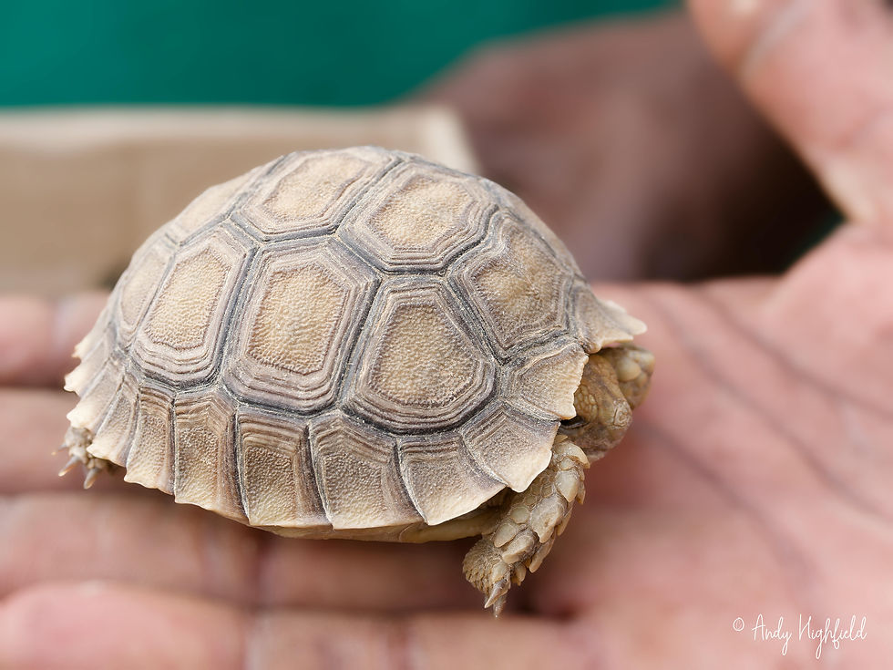 Juvenile Centrochelys sulcata just a few months old