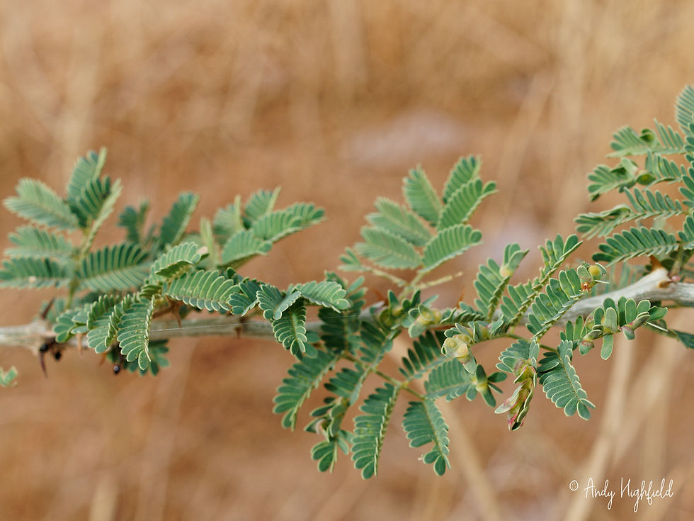 Faidherbia albida (White acacia). This drought-resistant, common tree in the Sahel has an 'inverted phenology' - it is deciduous during the wet season and produces its leaves in the dry season