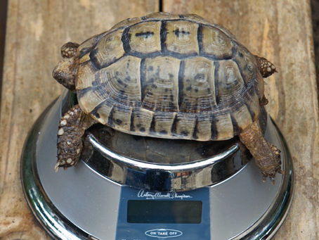 Common Post-Hibernation Problems in Tortoises