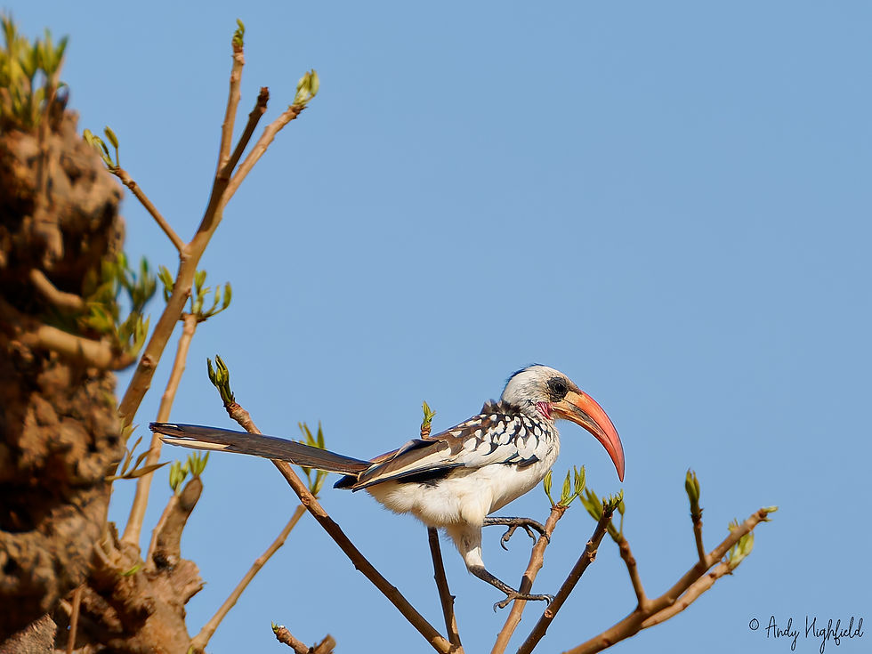 Western Red-billed Hornbill (Tockus kempi) although lizards and small rodents are more usual prey items, hornbills have been known to attack young tortoises and their powerful, sharp beak makes them very dangerous to hatchlings.