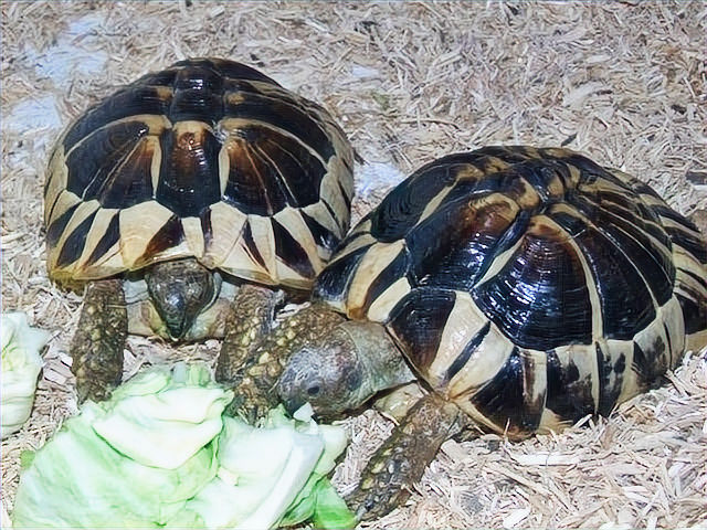 Two juvenile Testudo hermanni demonstrating the exact same effects. Similar history. Reared from hatchlings in an enclosed vivarium. The substrate here is comprised of hemp which is totally unsuitable and has been associated with numerous serious injuries and deaths.