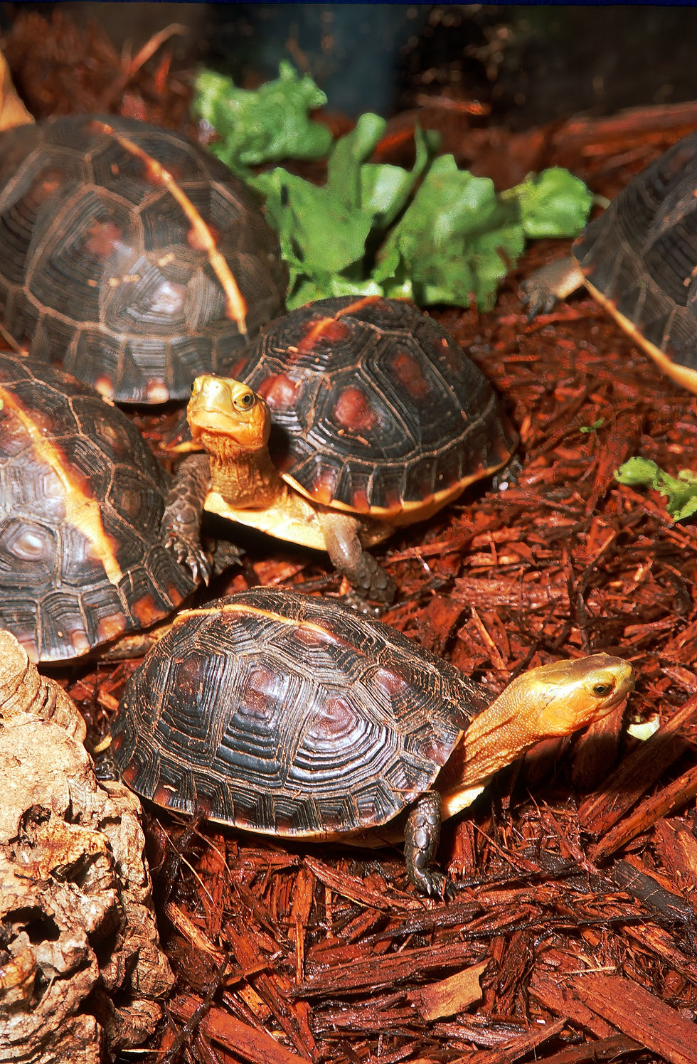 Cuora flavomarginata, the Golden-headed or Yellow-margined box turtle, from Asia. This species requires moist, warm and humid environments. Substrates such as a combination of coir and orchid bark are popular (Photo: A. C. Highfield).