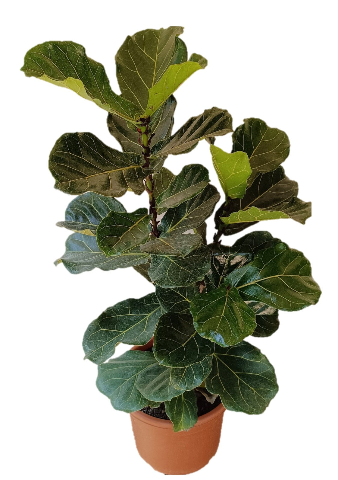 Ficus lyrata
