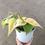 Miniatura: Philodendron Brasil / Lemon