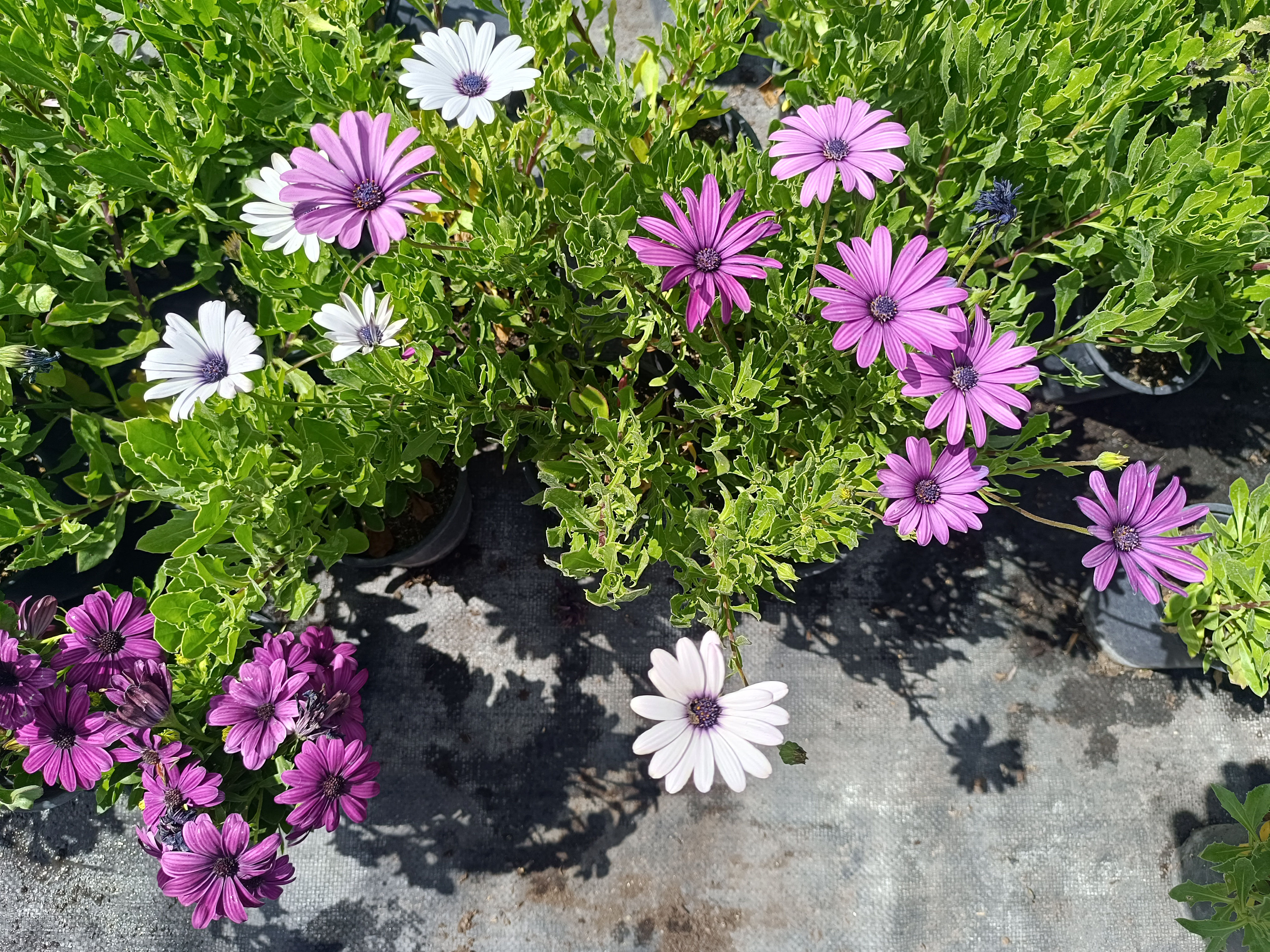 Margarita Dimorfoteca Osteospermum