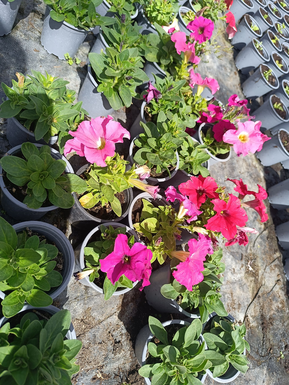 Miniatura: Petunia