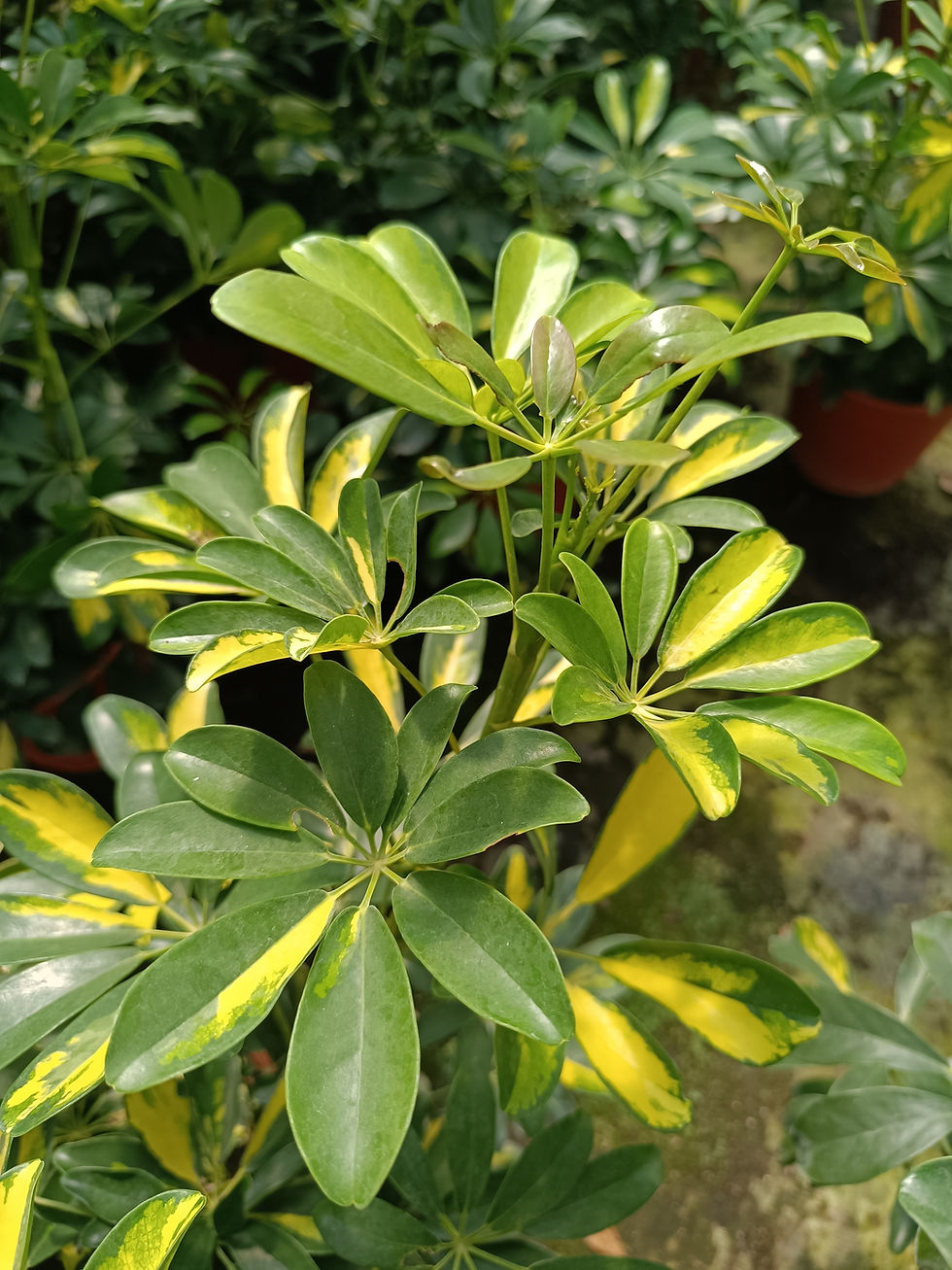 Miniatura: Schefflera Variegada