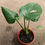 Miniatura: Monstera Deliciosa